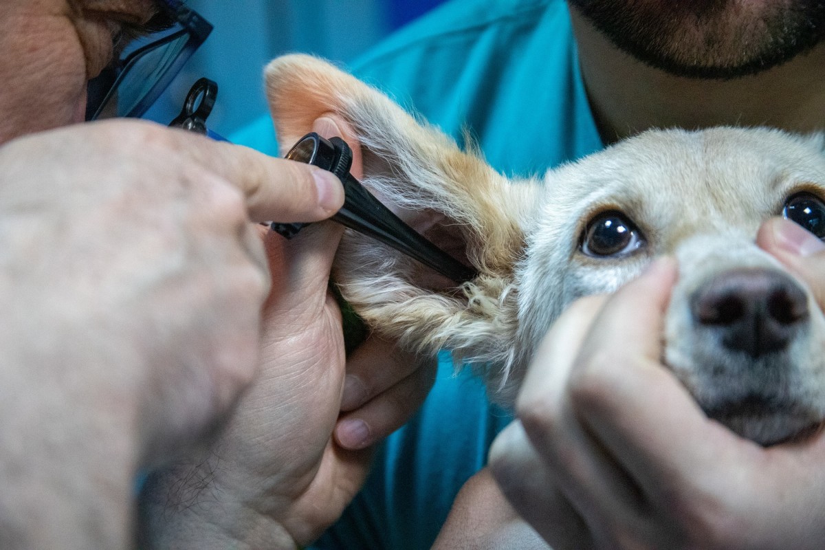 A veterinarian examining a dog's ear