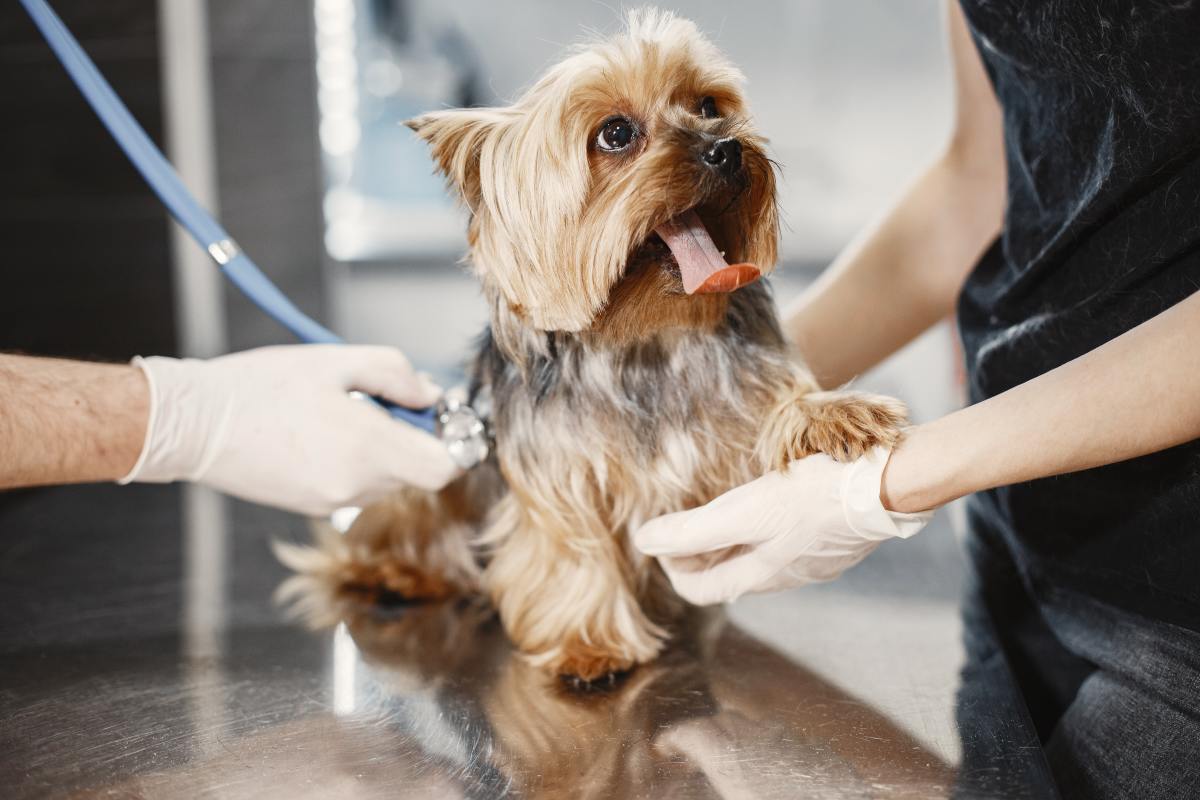 5 Ways to Protect Pets From Harmful Parasites