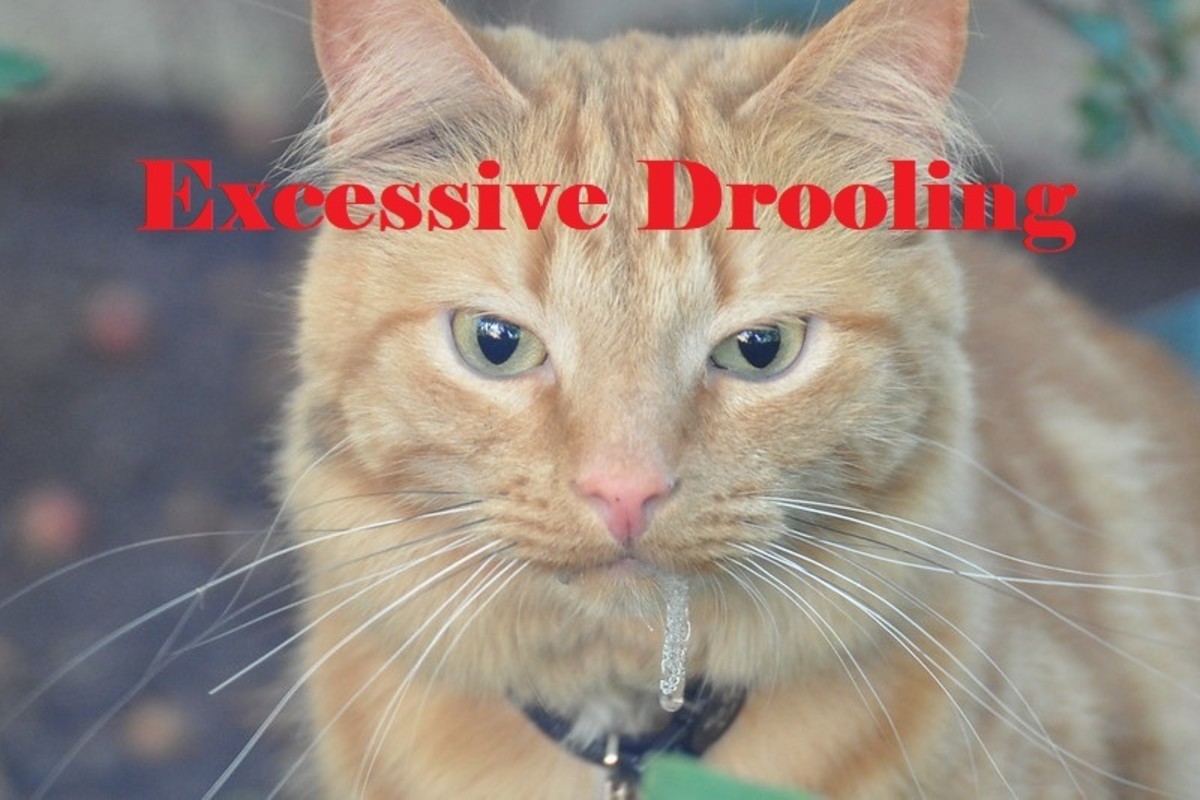 A drooling cat can be very sick and needs attention immediately.