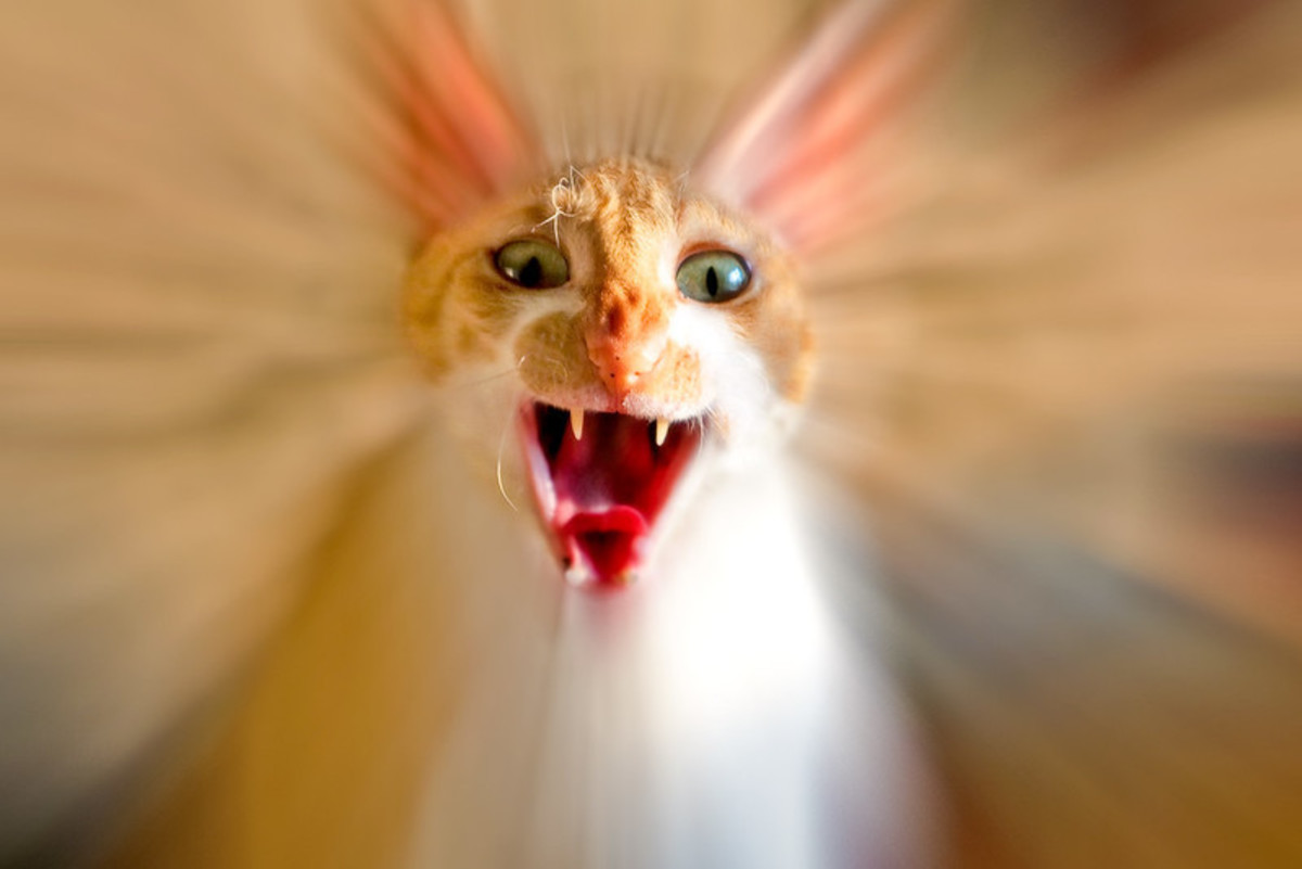 Anxious and nervous cats may drool excessively because of being in fear.