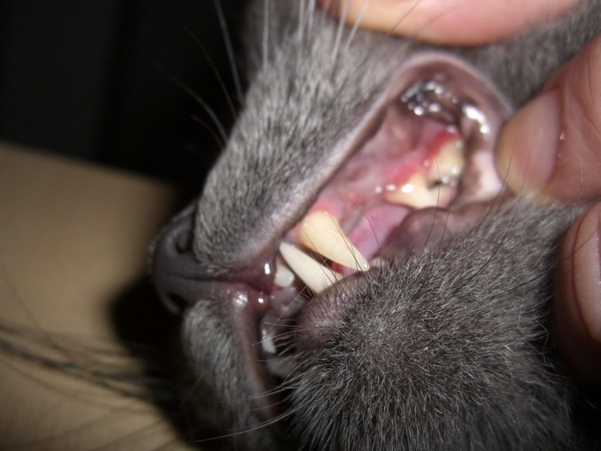 Dental disease in cats can lead to excessive salivation. It can only be treated under anesthesia so should be prevented.