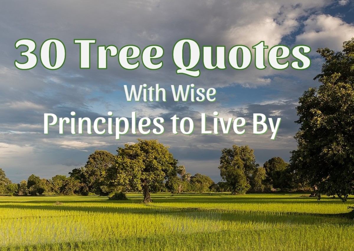 30 Tree Quotes With Wise Principles to Live By