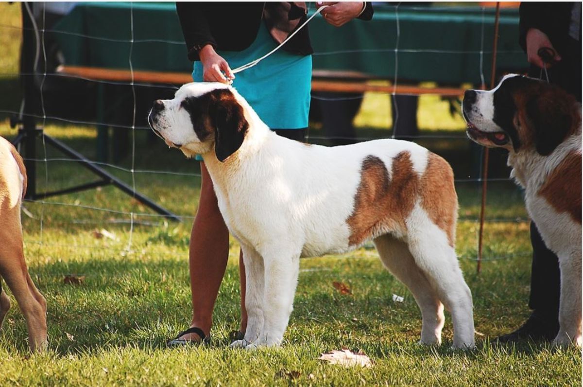 The use of a slip lead in a dog show