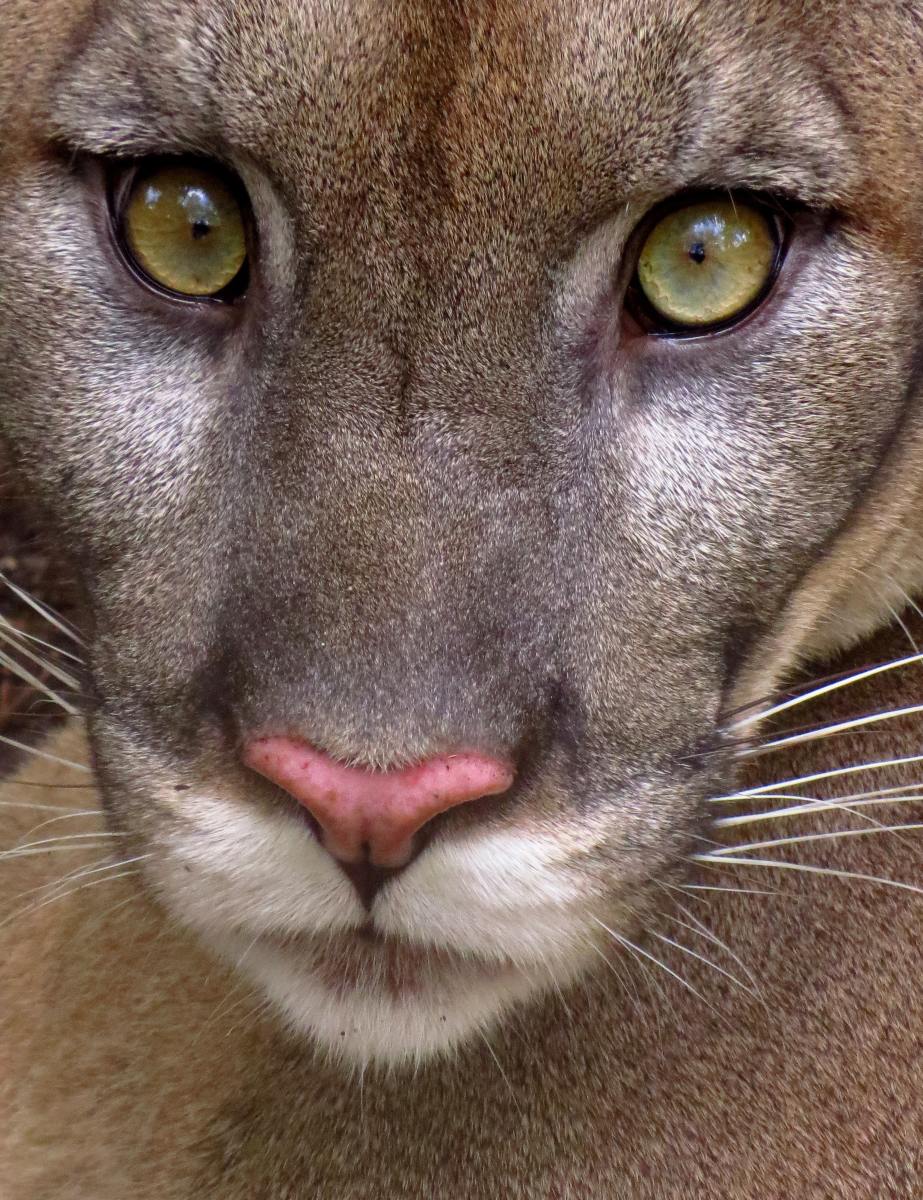 Why We Should Protect the Florida Panther Wildlife Refuge