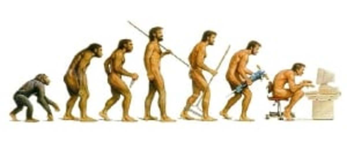 Human Evolutionary Chart