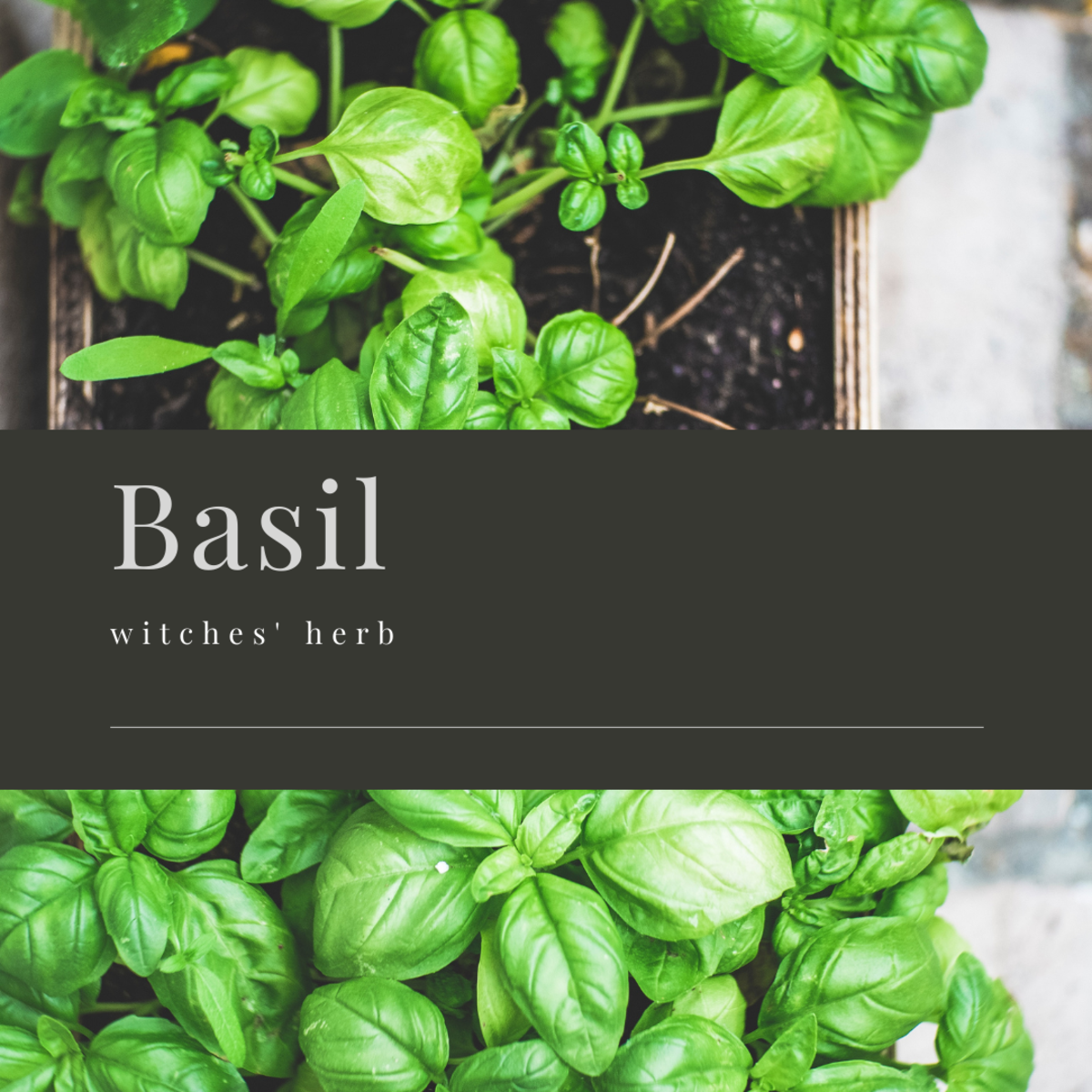 Basil is a household herb with its own secret name.