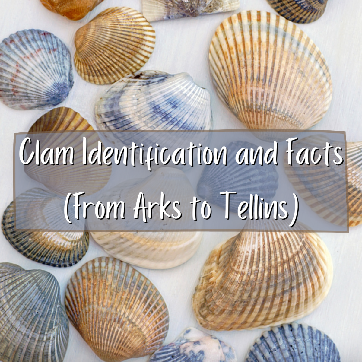 Clam Identification and Facts (From Arks to Tellins)