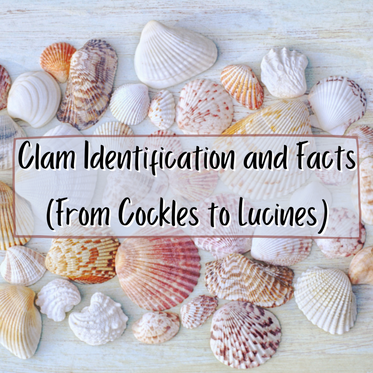 Read on to learn all about a variety of clams, from cockles to lucines. You'll find helpful identifying information, interesting facts, and original photographs.