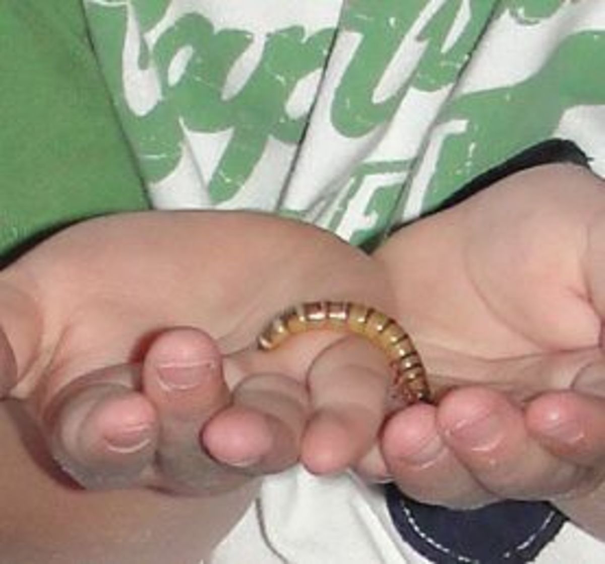 Holding mealworms