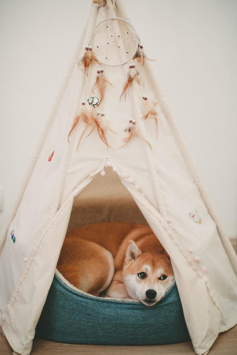 Why Do People Buy Pet Tents?