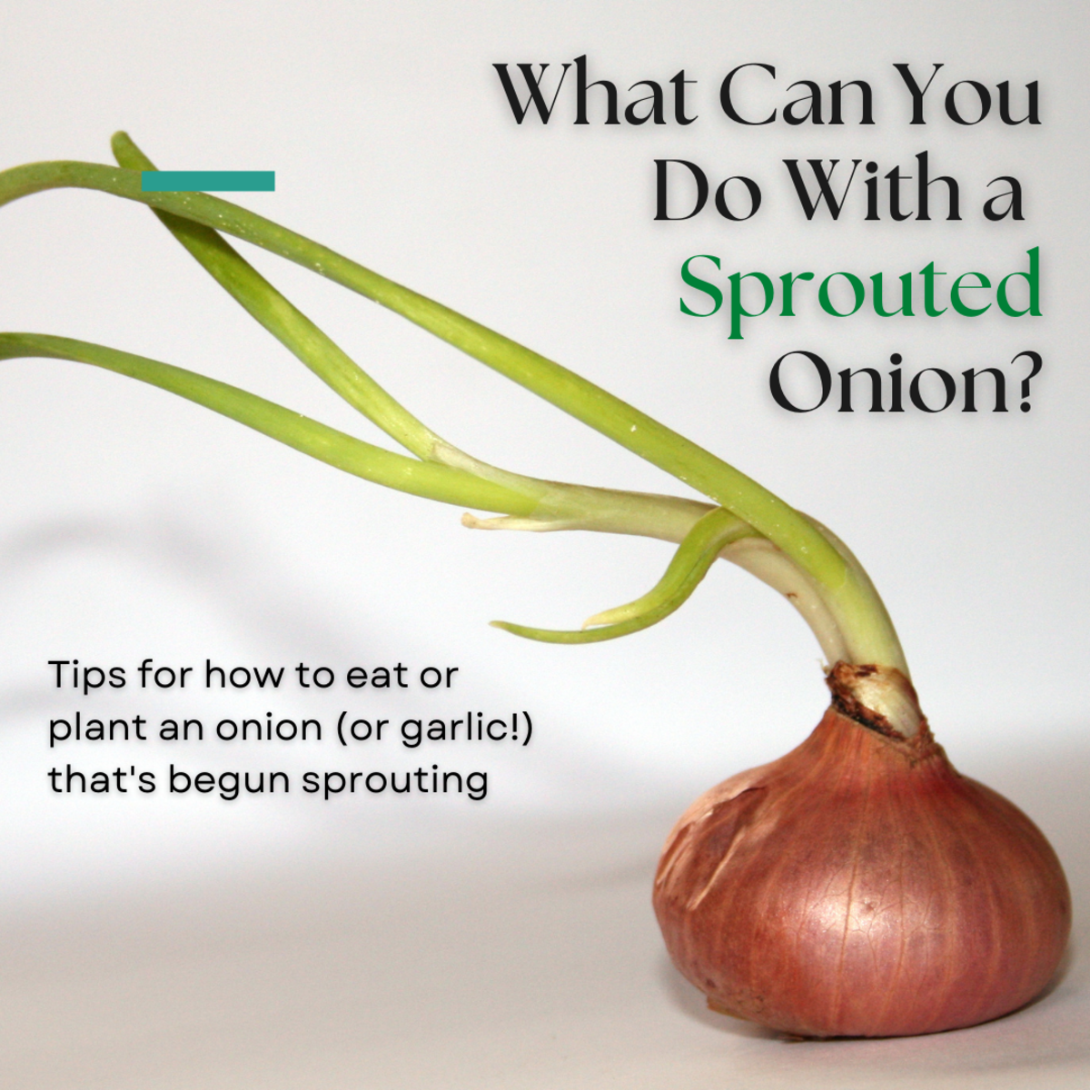 Is it safe to eat a sprouted onion?