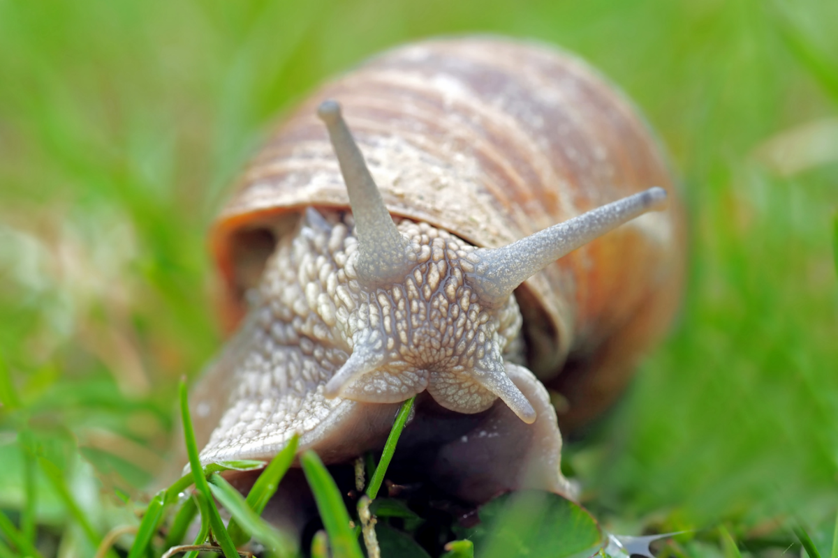 10-interesting-facts-about-snails