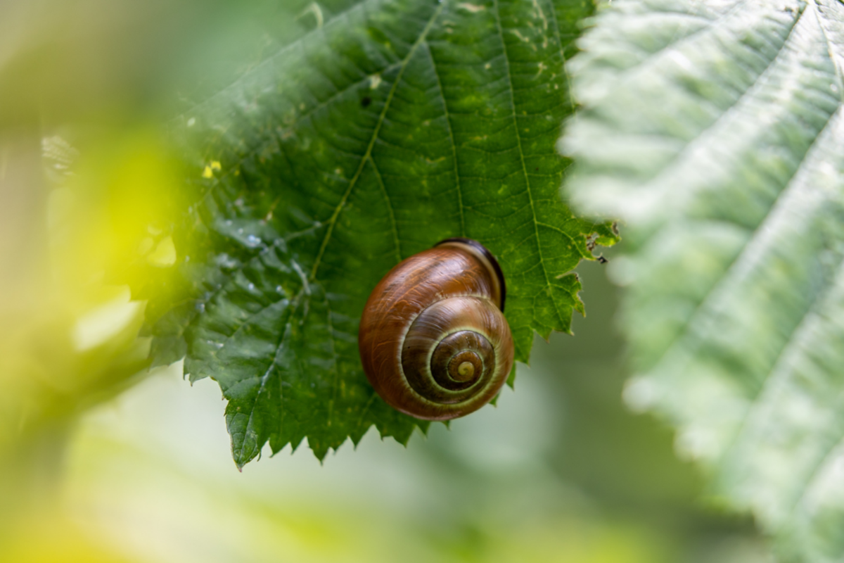 10 Interesting Facts About Snails HubPages