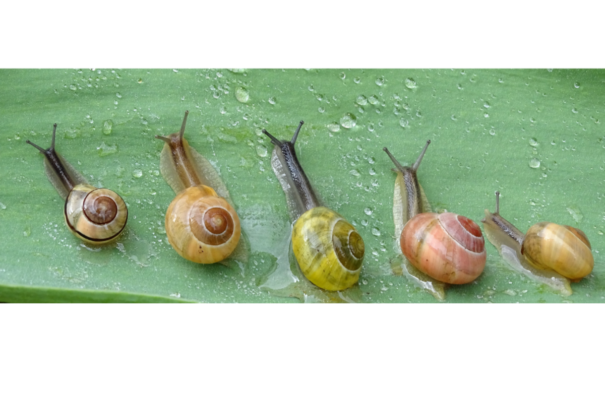 10-interesting-facts-about-snails