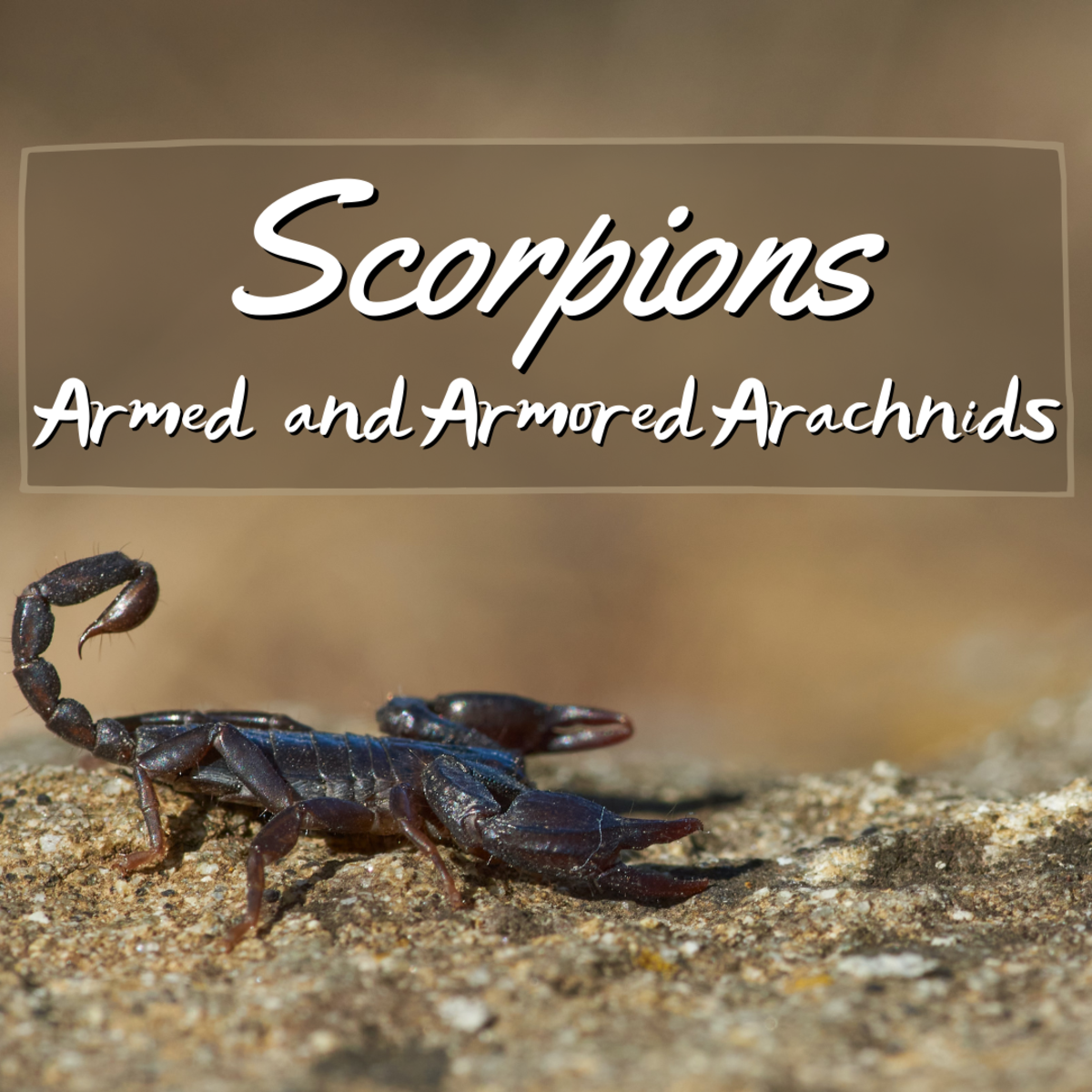 Scorpions: Facts and Info