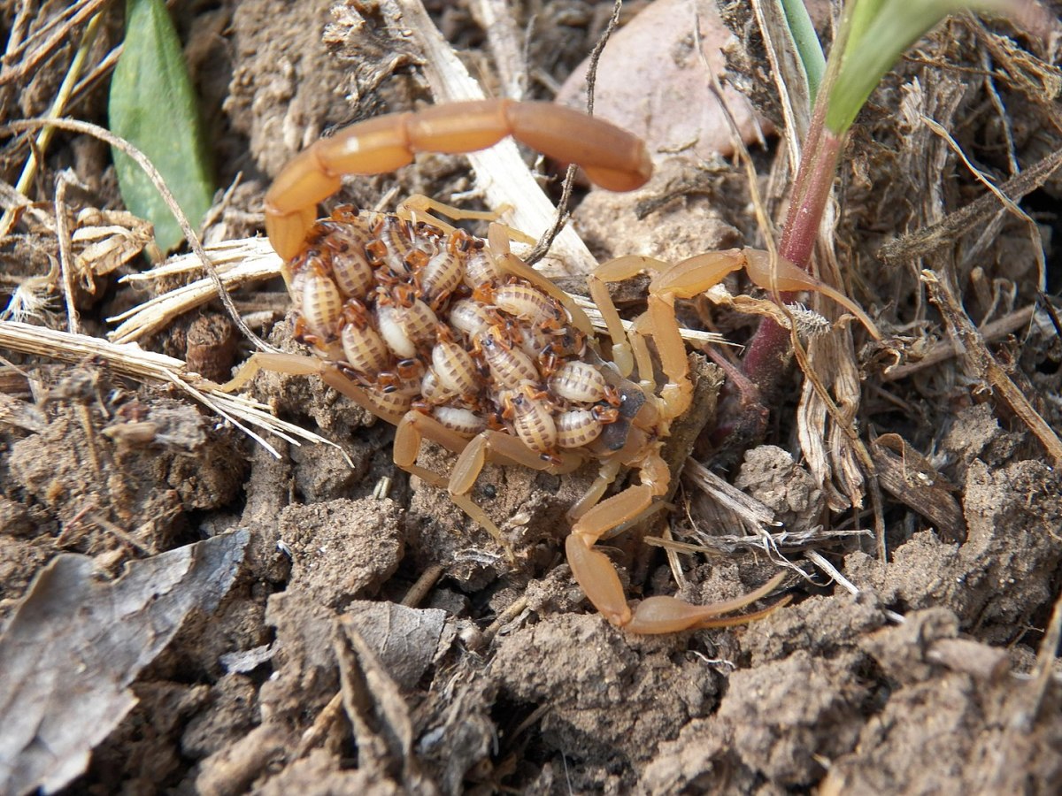 A mother Striped Back Scorpion carrying her litter near Fredericksburg, Texas.