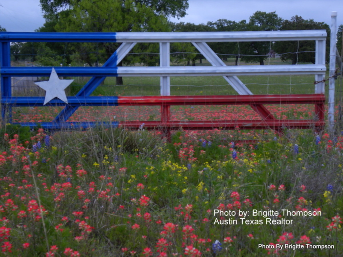 Spring in Central Austin Texas Great Photos of Wildflowers and Bluebonnet Pictures in TX