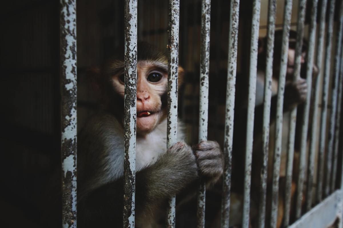 effects-of-captivity-on-animals-in-the-zoos