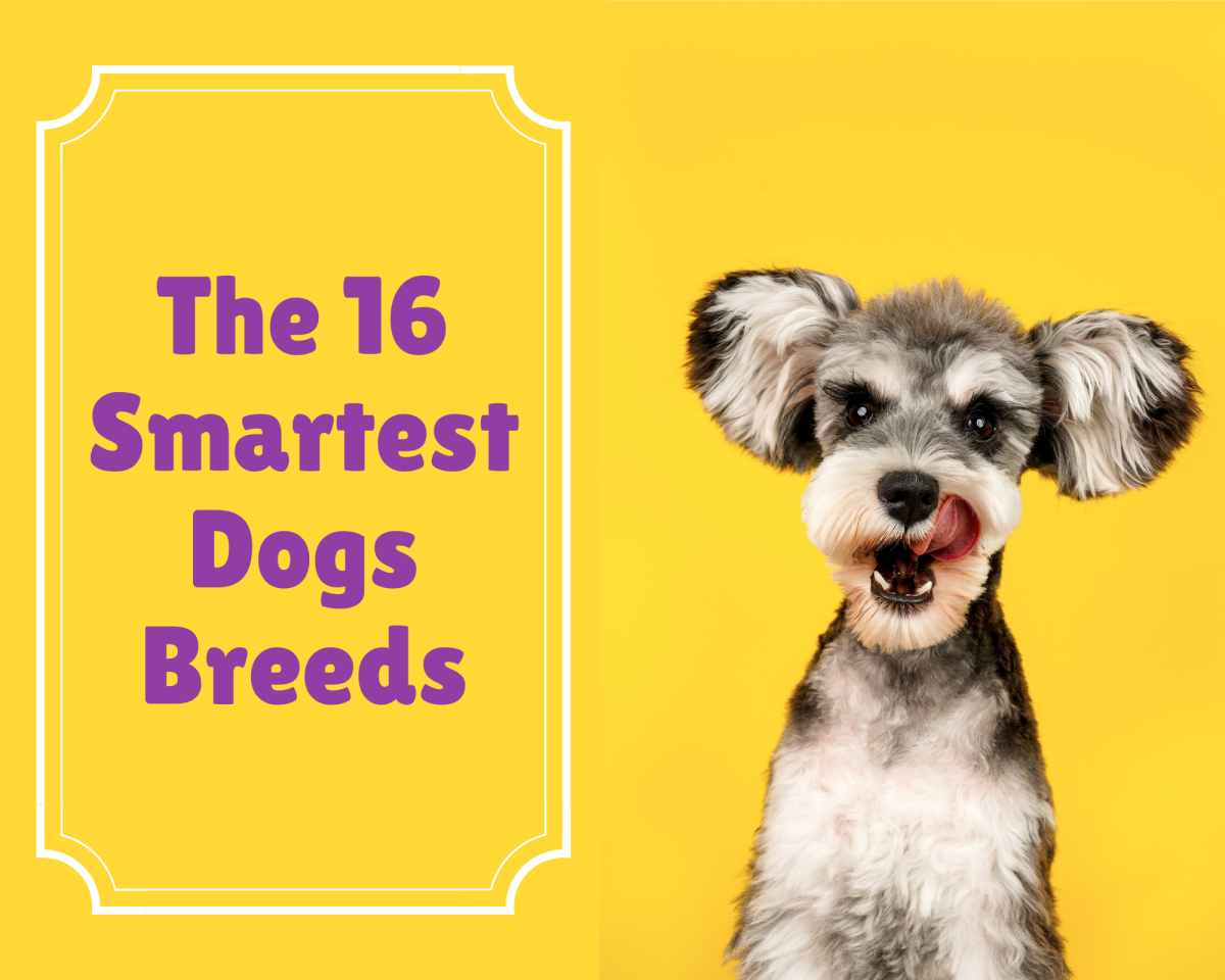 The 16 Smartest Dogs Breeds