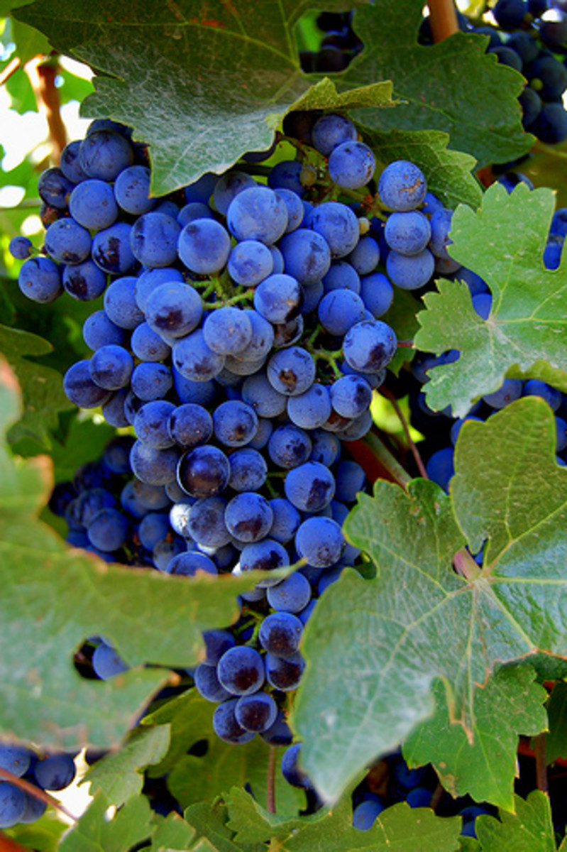 "Wine Grape Cluster" 
