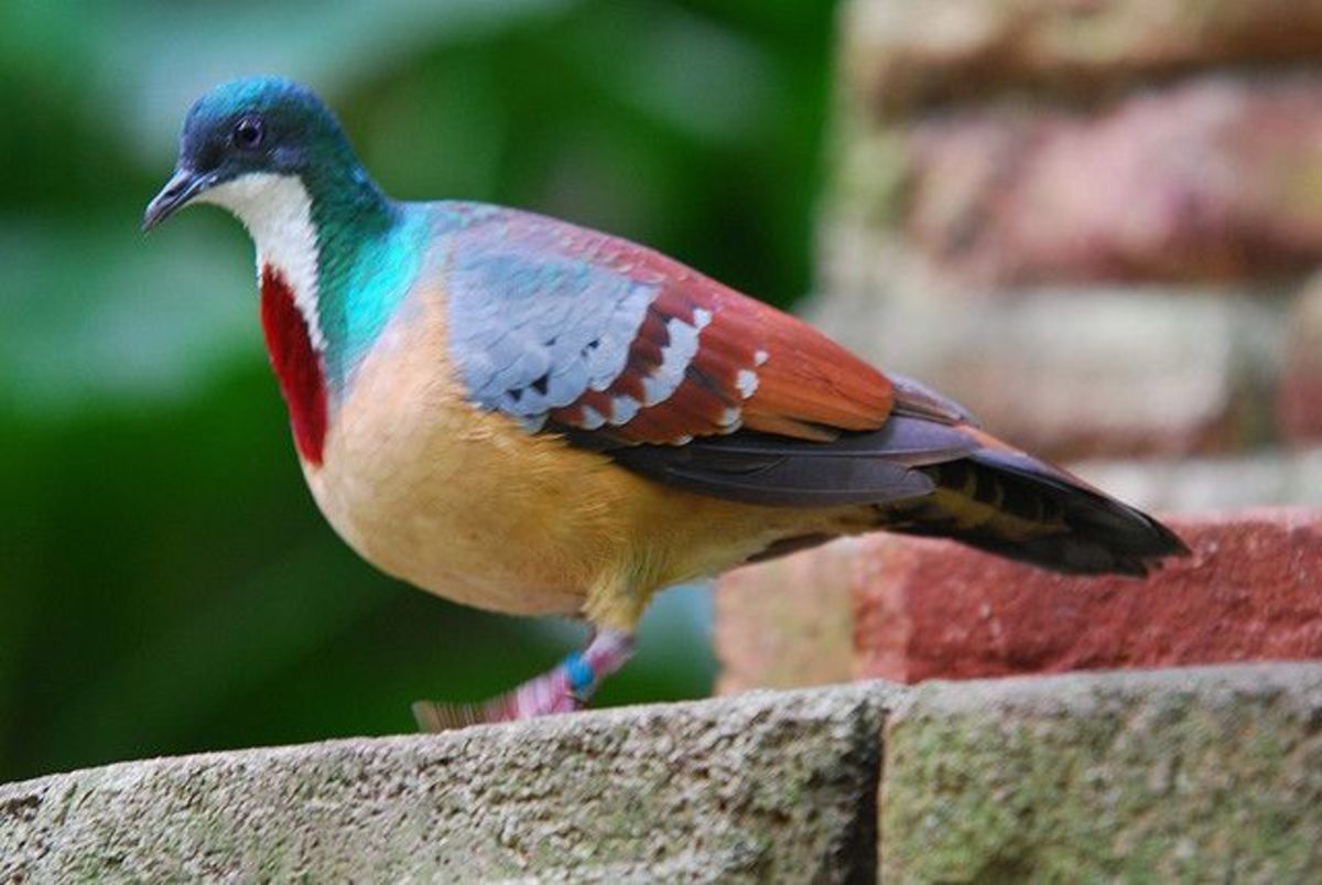 the-most-beautiful-pigeons-in-the-world