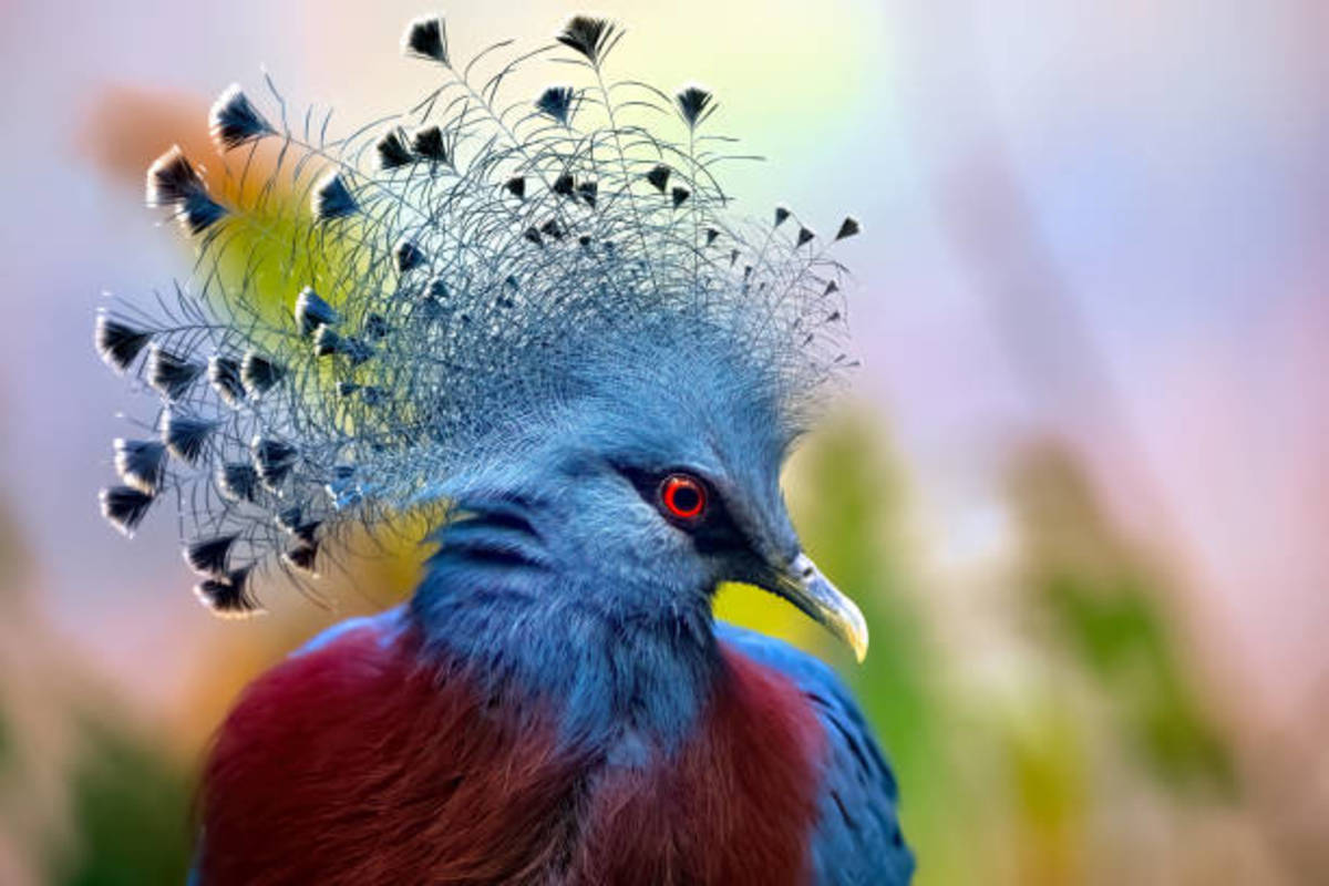 the-most-beautiful-pigeons-in-the-world