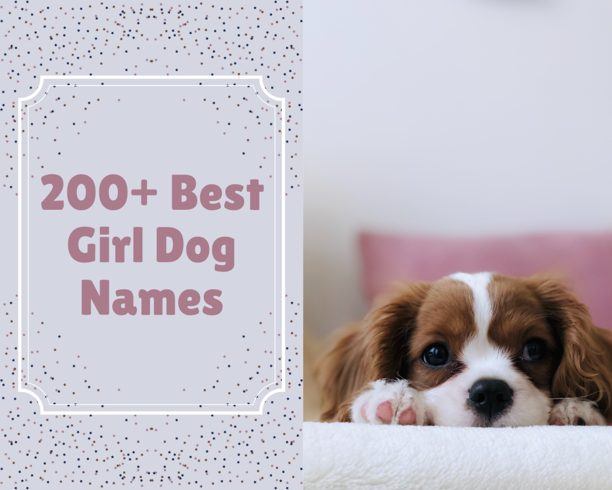 200+ Best Girl Dog Names