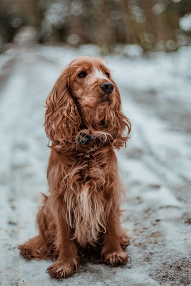What Are the Different Types of Spaniel Breeds, and Which Is Best for Me?