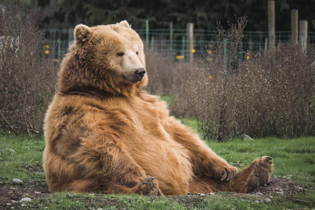 How To Keep Bears Away From Your House And Yard PetHelpful