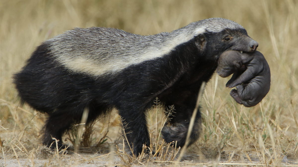 A honey badger carrying its young pup.