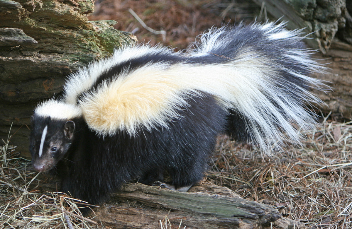 Much like its relative the skunk (pictured above), the honey badger can unleash a putrid stench when threatened.