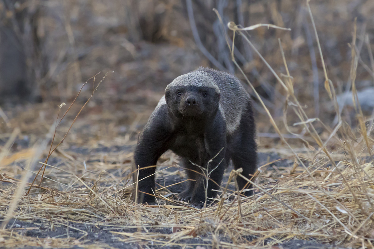 The Honey Badger: Five Facts About the World's Fiercest Weasel