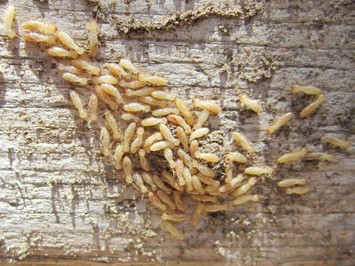 Yucky termites