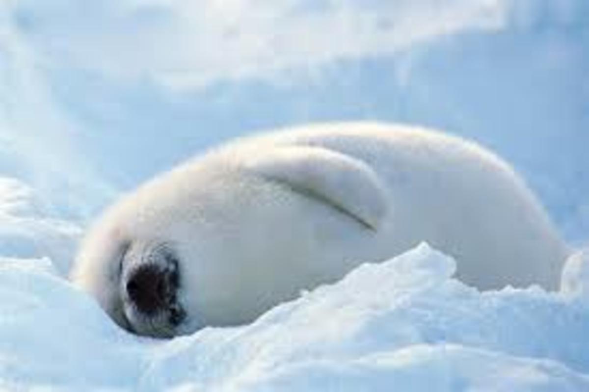 How cute is this little, baby seal???
