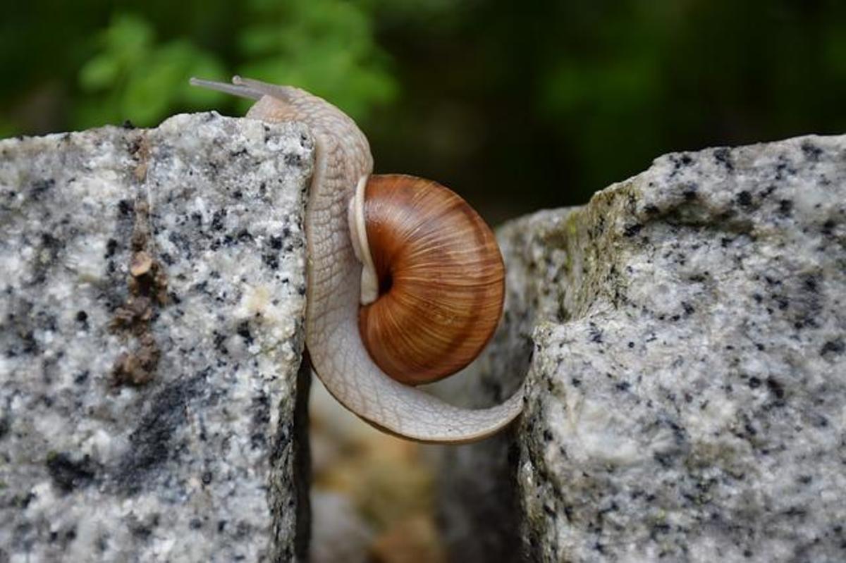 snail climbing over a crack in a rocks