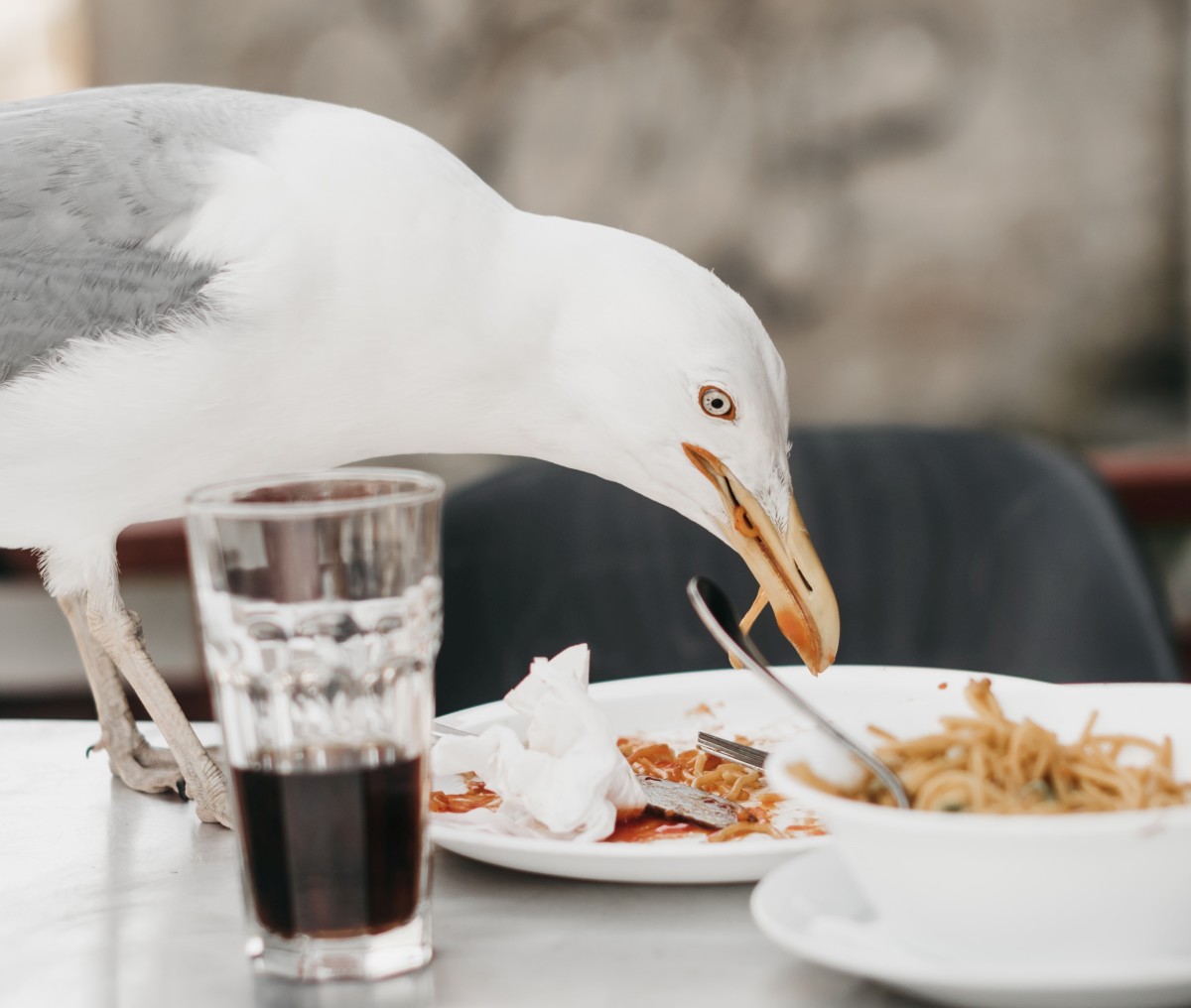 How to Stop Seagulls From Stealing Your Food