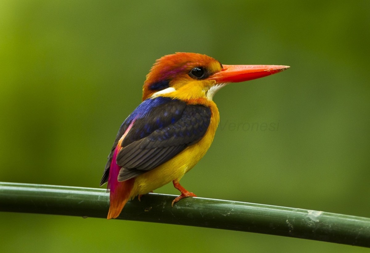 The colorful black backed kingfisher.