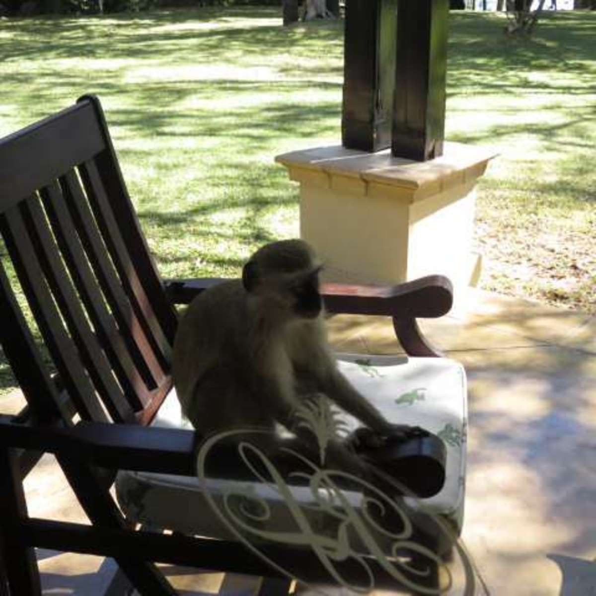 And the Monkey said " I'm Here for Coffee, Is It Ready?