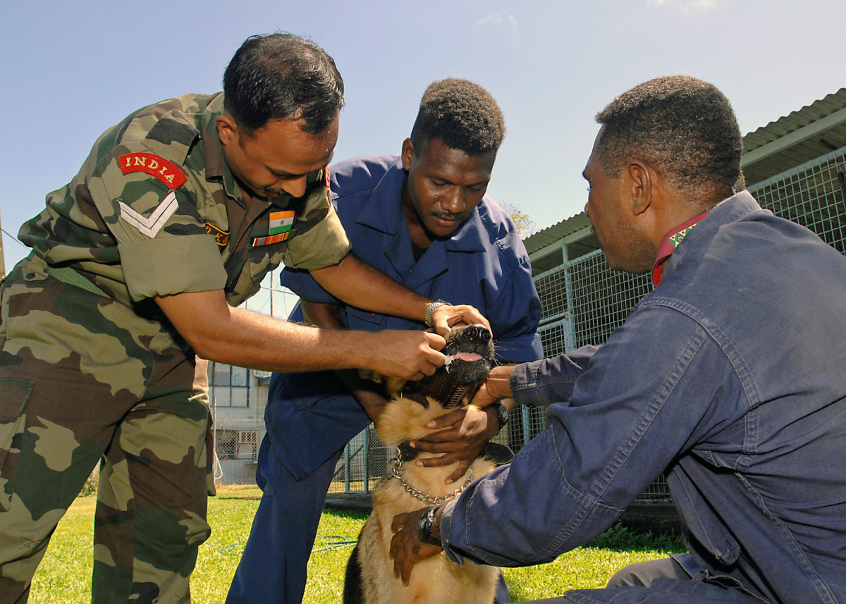 Vet techs from the Indian Army administer dewormer medication to a German Shepherd.