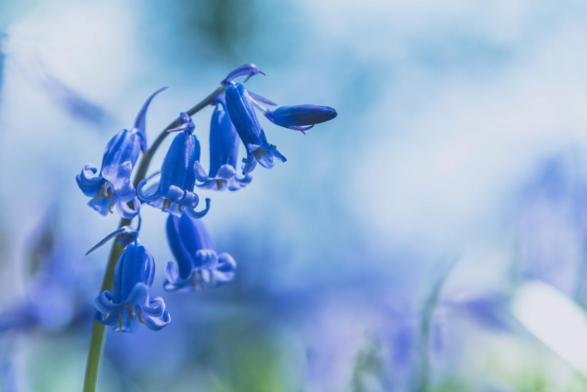How to Grow and Protect English Bluebells