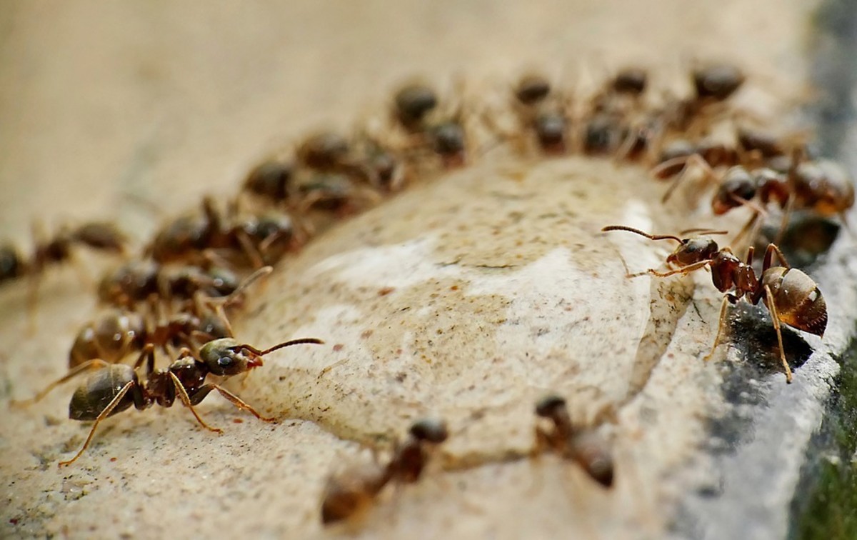 How to Get Rid Of Ants in Apartment?