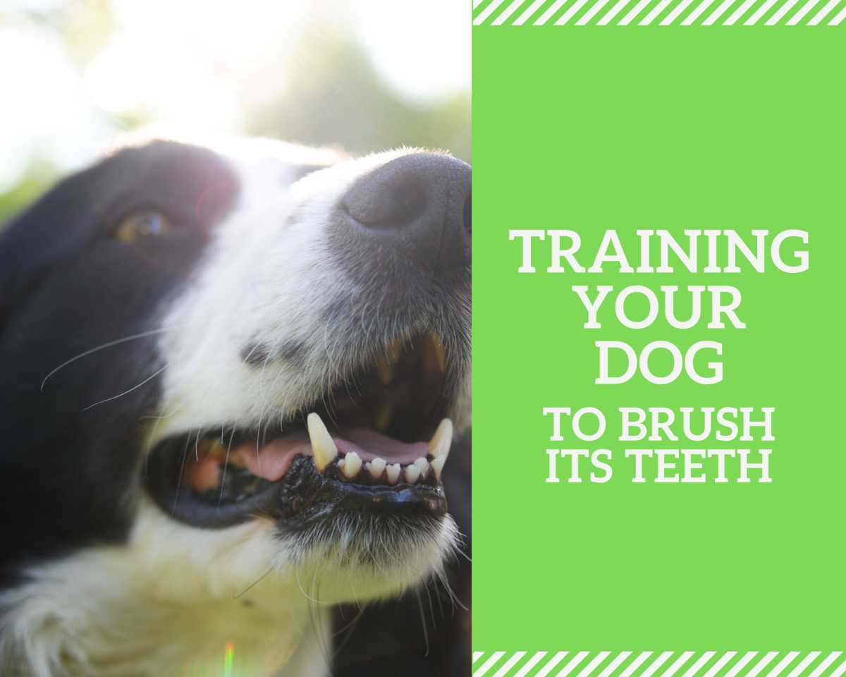 Like any dog owner, you want to help keep your dog's teeth in top shape. Here is how you can train your dog to brush its teeth. 