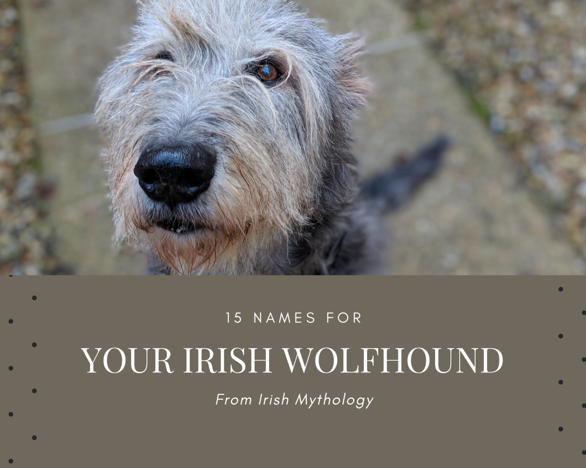 Looking for a name for your Irish Wolfhound? Well, you've come by the right place. Here is a list of 15 names from Irish mythology for your dog. 