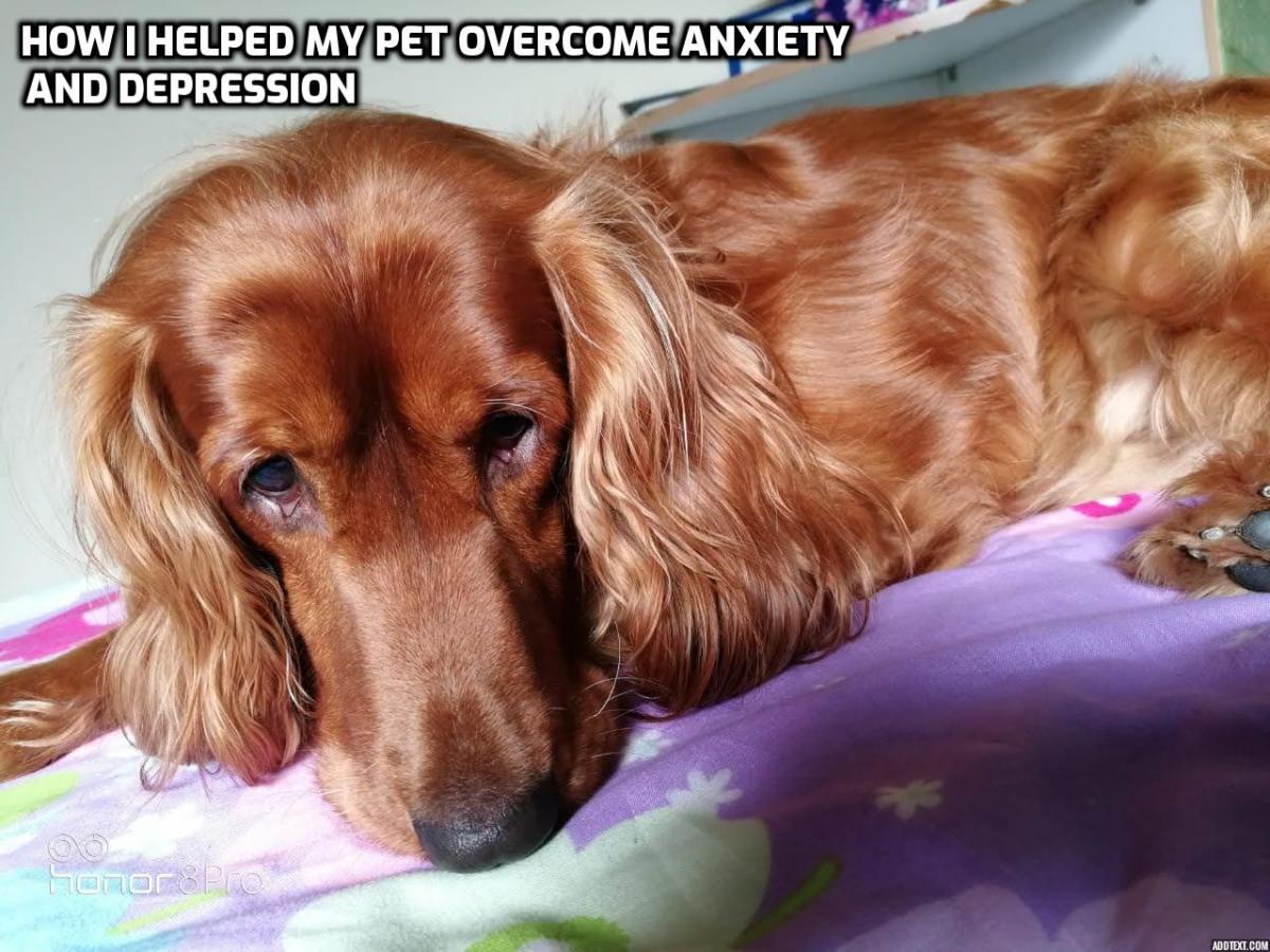 Healthy pets can also be depressed.