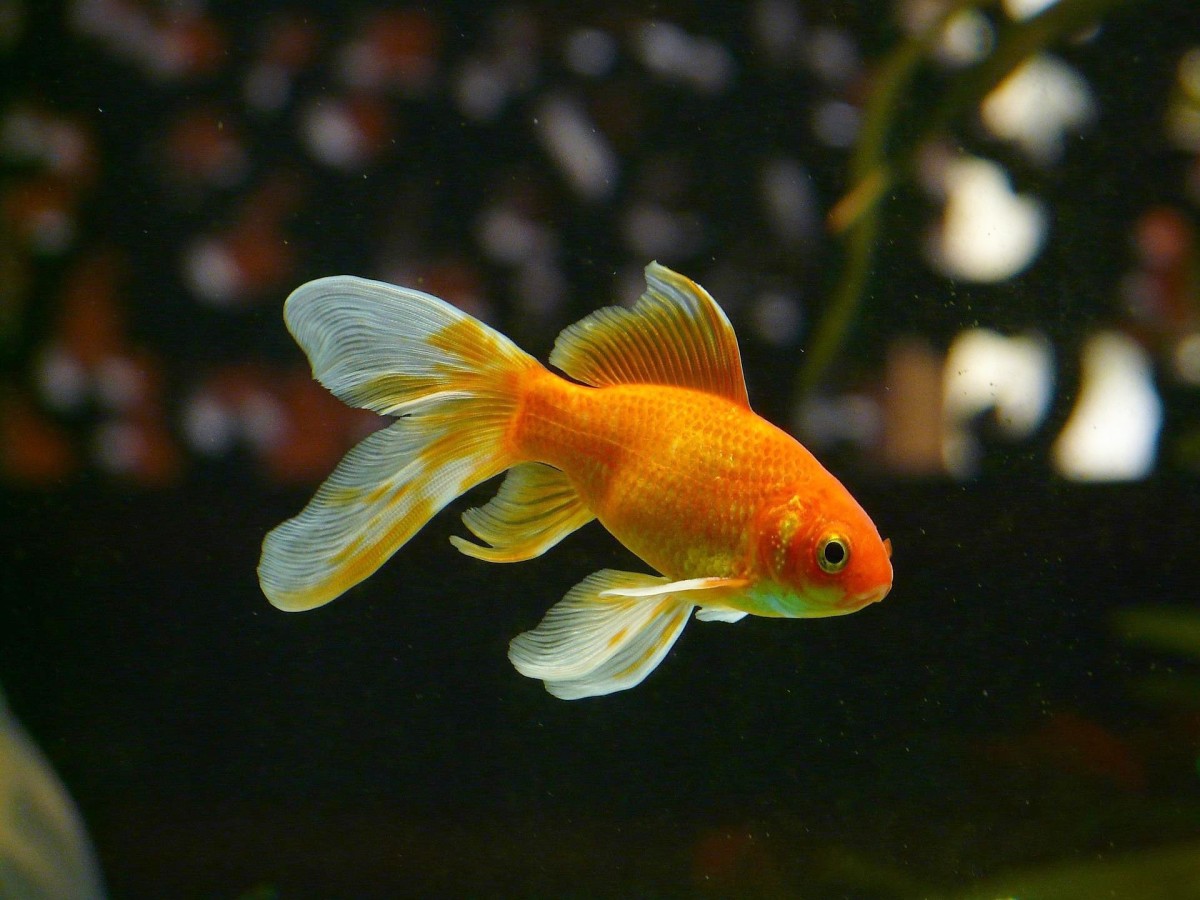 A veiltail goldfish