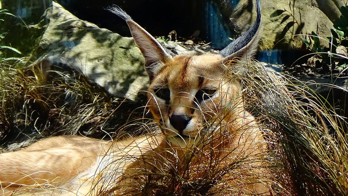 The caracal is an expert hunter at all hours.