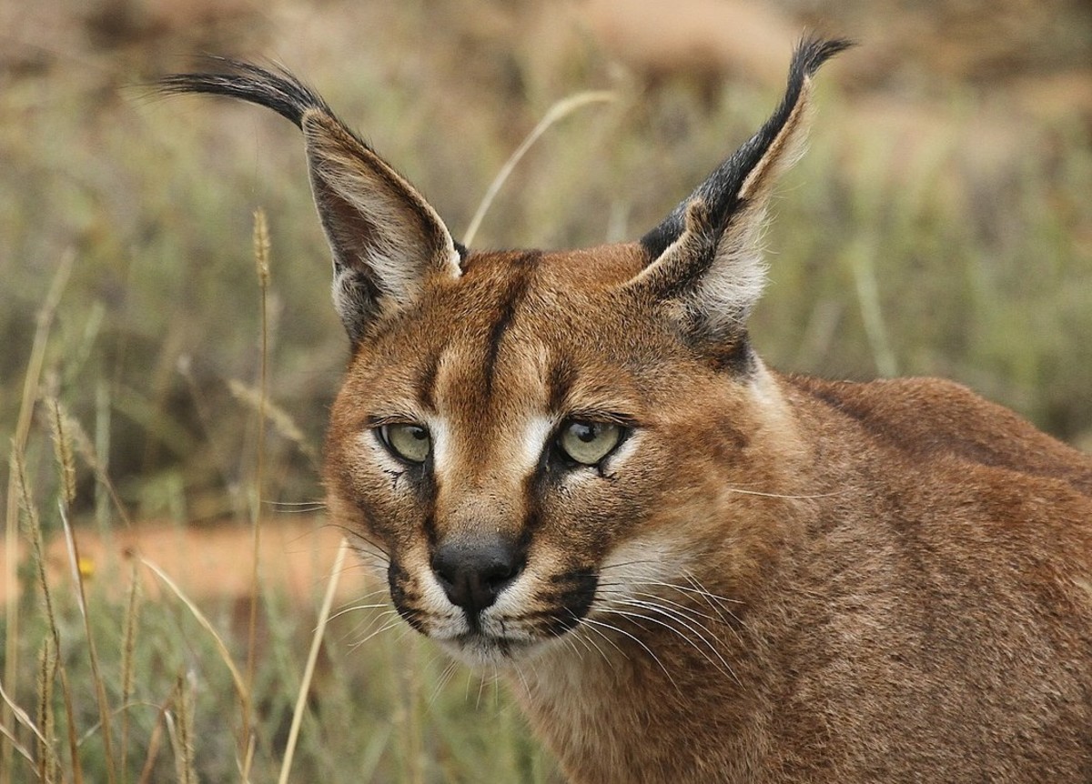 The remarkable ear tufts of the caracal.