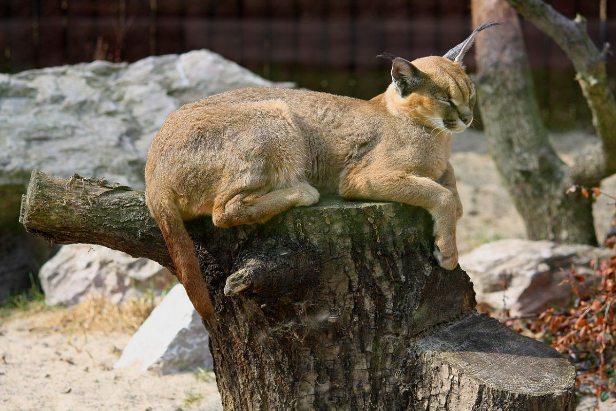 Caracals have little need for water.