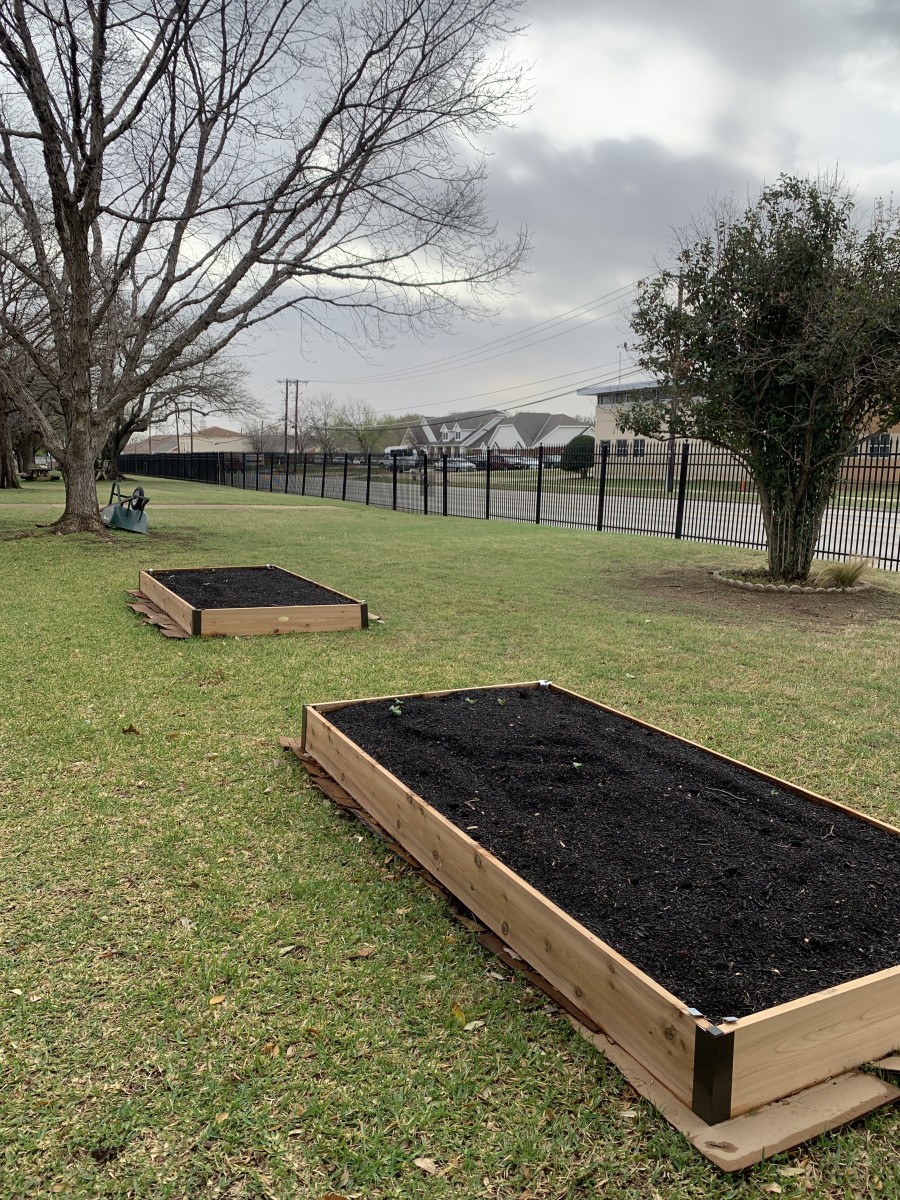 We added two more beds to our school garden.