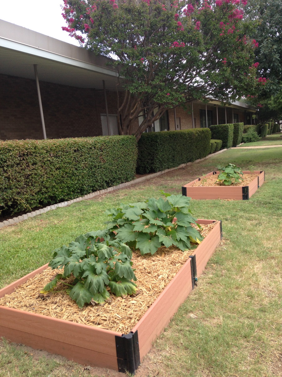 Newly constructed and planted raised bed gardens at our school.